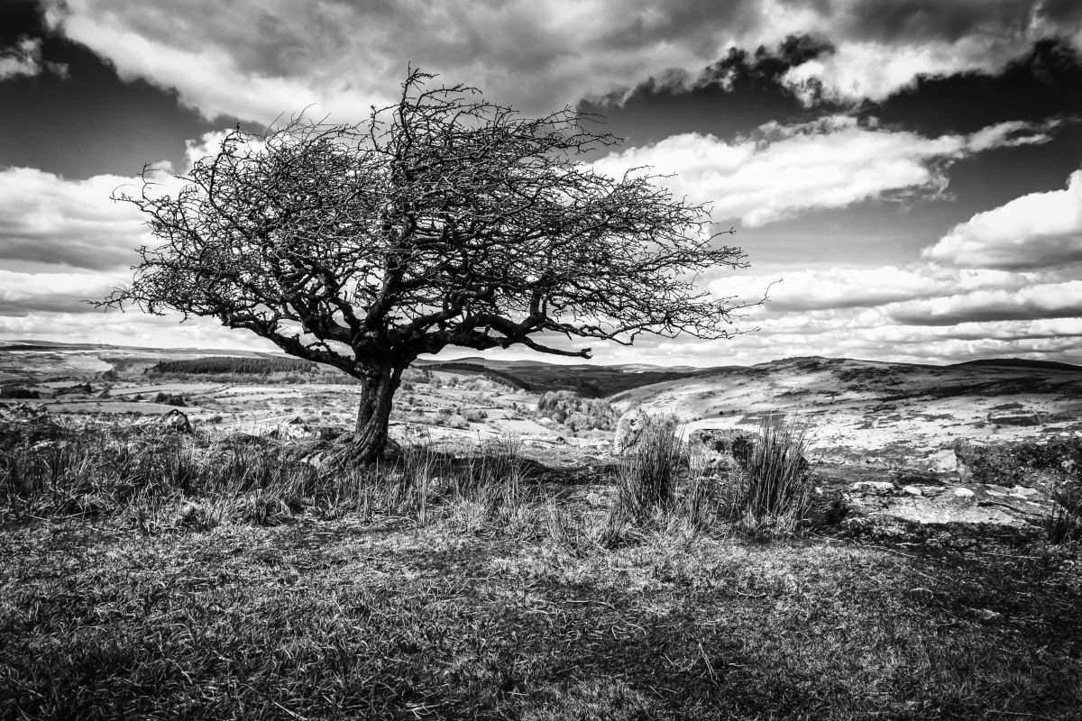 Hawthorne tree on Dartmoor by Paul Nash