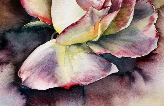 Dramatic Rose in Watercolor - ORIGINAL Painting Ready to Ship