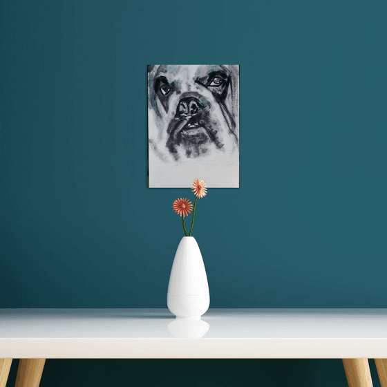 The portrait of English Bulldog