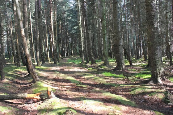 Forest Trail