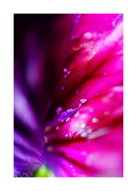 Abstract Pop Color Nature Photography 28