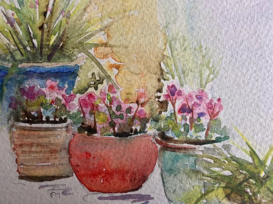 Flowers and grasses in pots