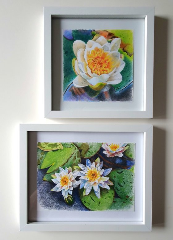 Waterlily floral