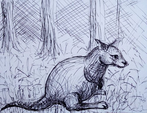 wallaby kangaroo (small drawing) by Sara Radosavljevic