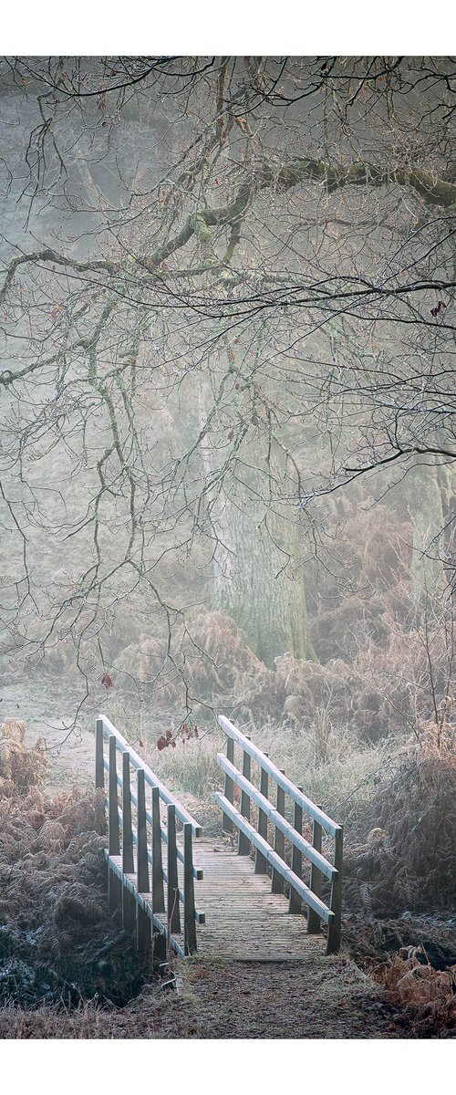 Forest Bridge by David Baker