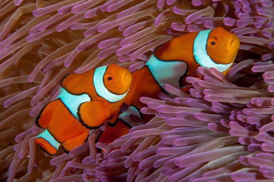 Finding Nemo - Metal Print - Ready To Hang - Underwater Macro - Australia