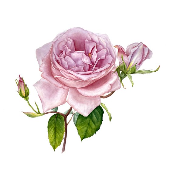 Pink Royal Rose