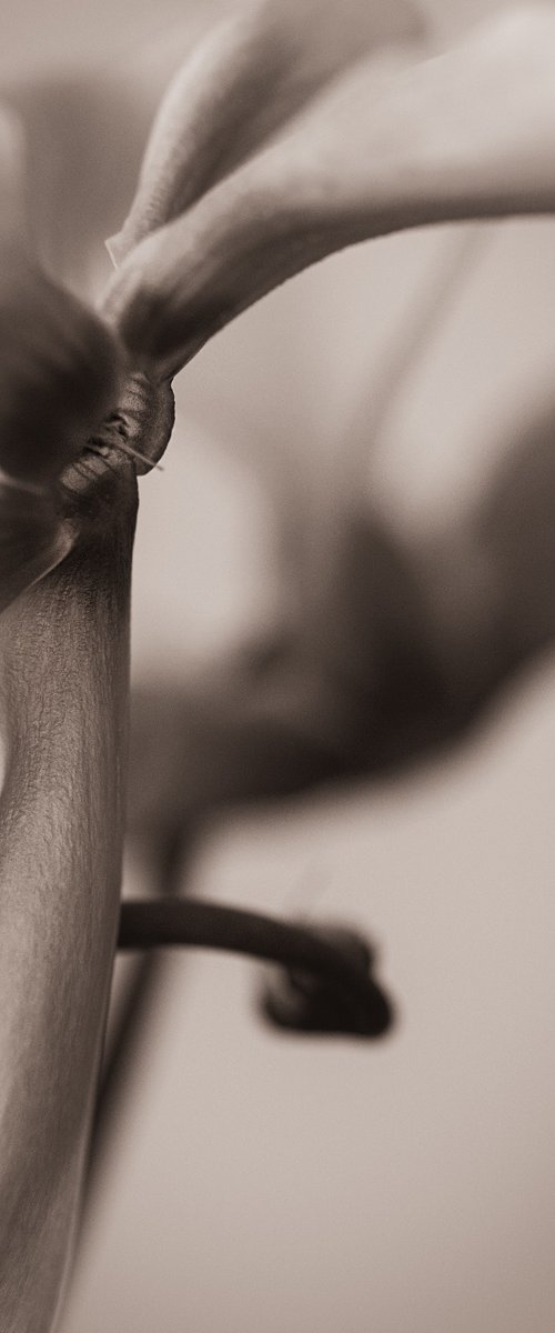 Cyclamen IV by Cornelia Weber