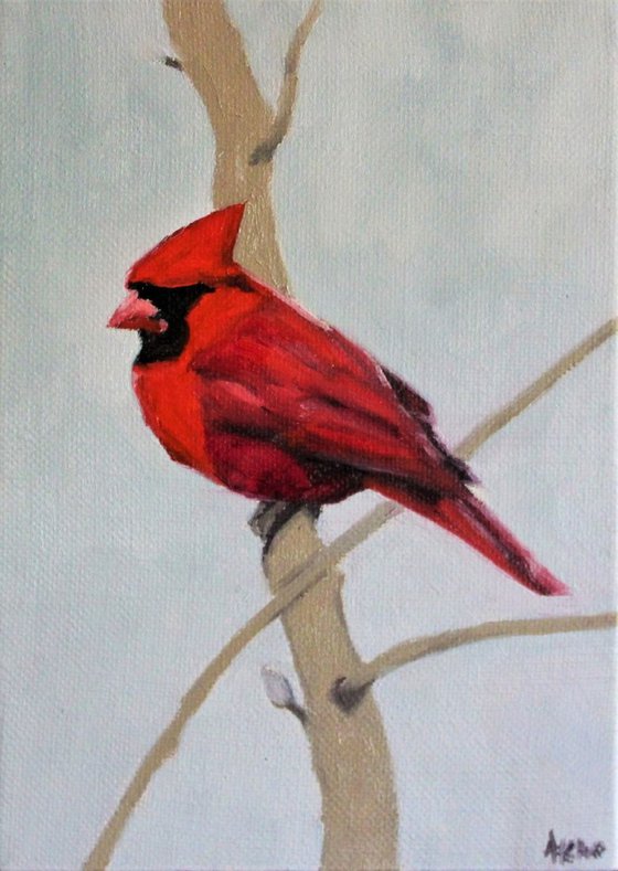 Song birds - Cardinal