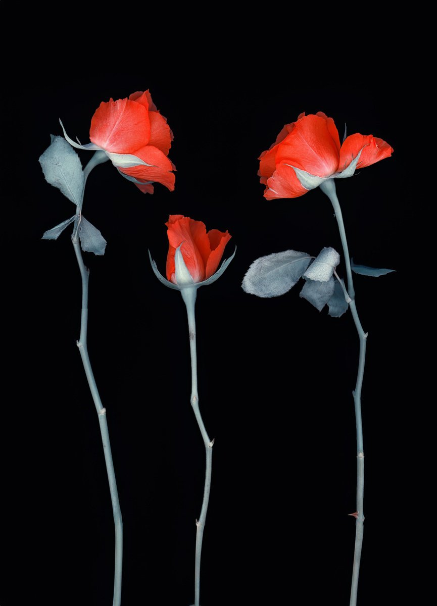 Botanical Photograph By Paul Nash, 16 X 24", Three Roses, Original Artwork