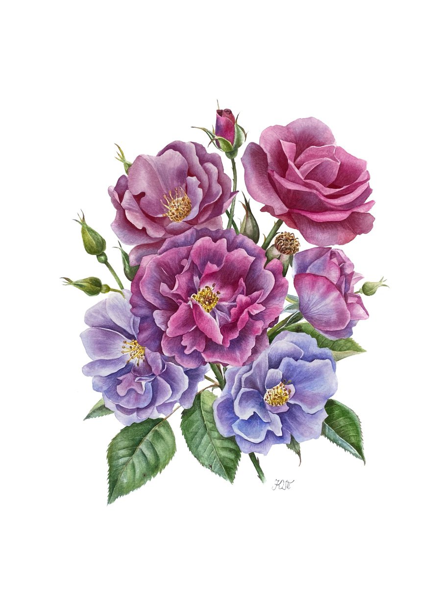 Rose ’Rhapsody in Blue’ botanical painting by Ksenia Tikhomirova