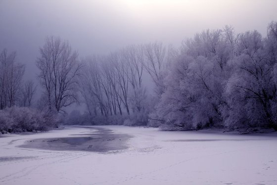 Purple winter