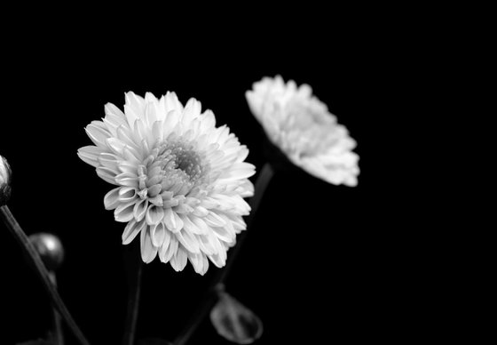 Two Chrysanthemums