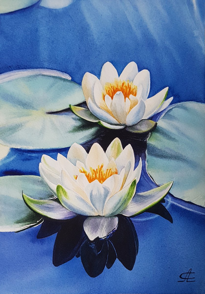 Couple or water lilies on the pond by Svetlana Lileeva