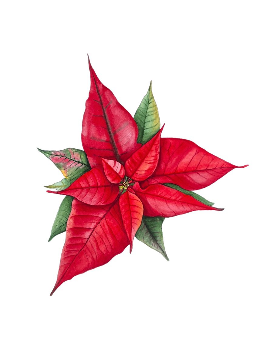 Poinsettia. by Nataliia Kupchyk