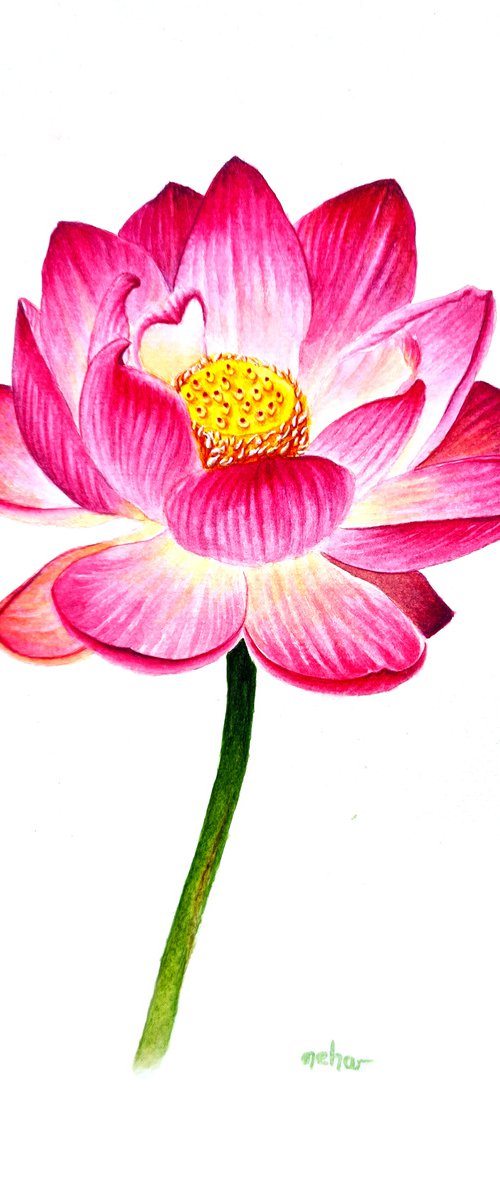 Lotus, a sacred flower by Neha Soni