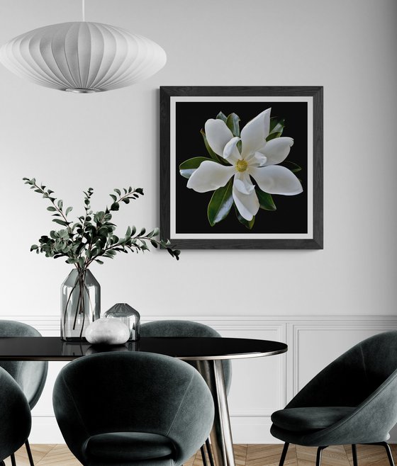 Little Gem Magnolia