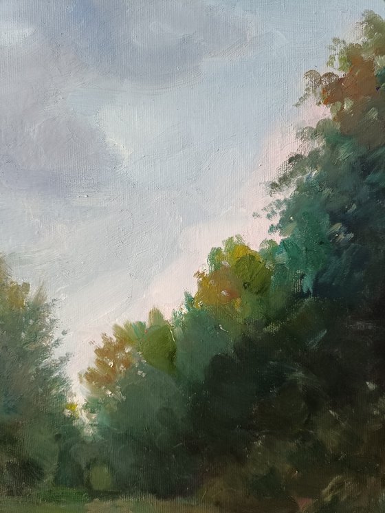Road in the forest
