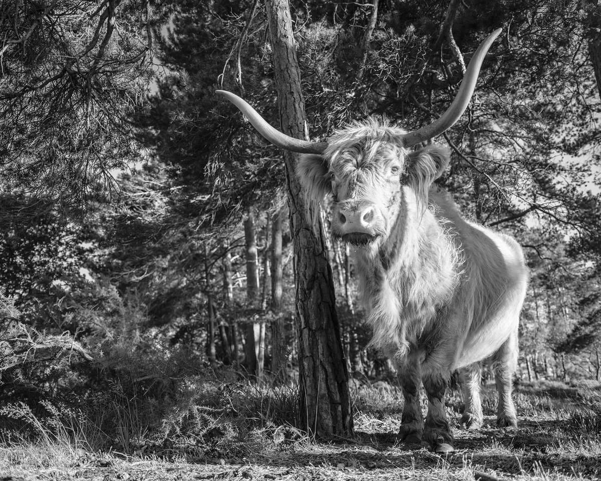 KING OF THE FOREST by Andrew Lever