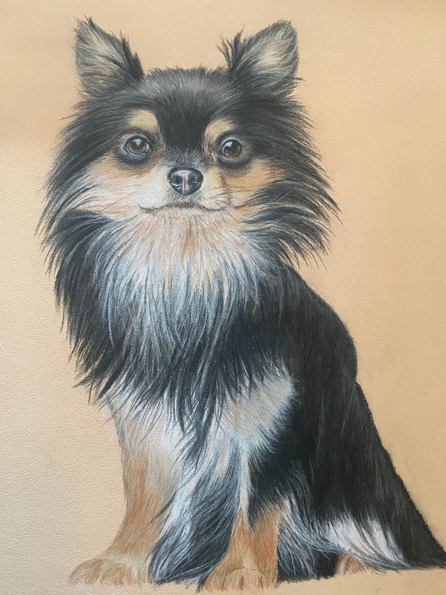 Chihuahua by Maxine Taylor