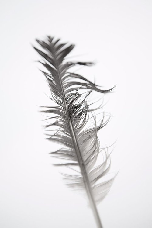 Ruffled feather by Steve Deer