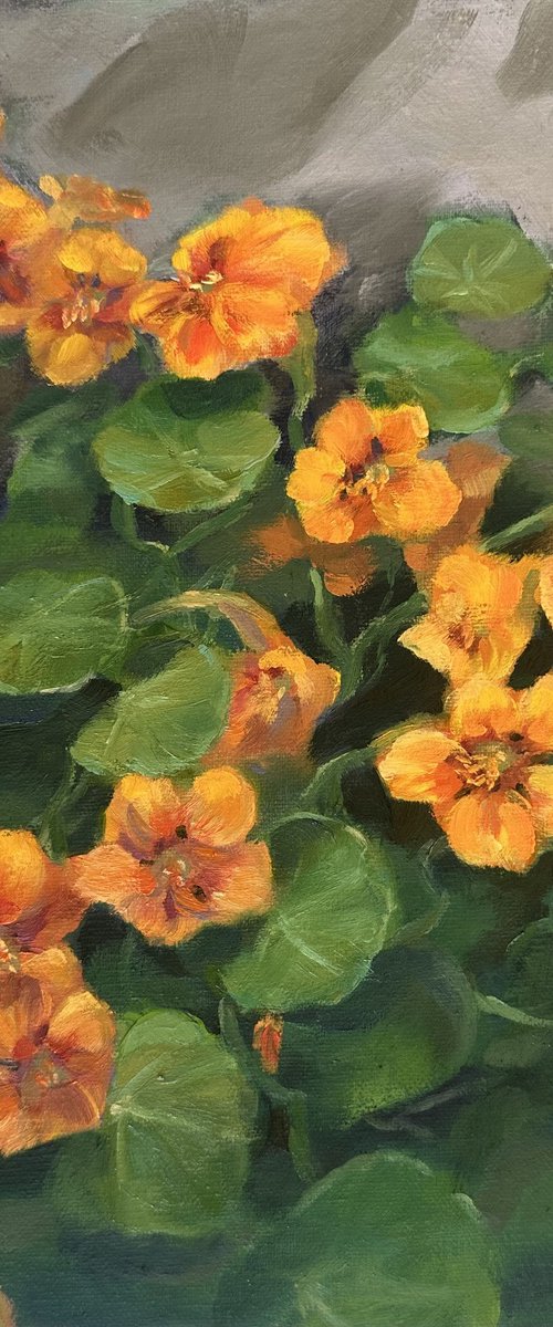 Nasturtium Flowers by Grace Diehl