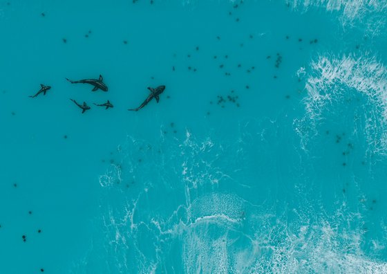Maldives Shark family 2 - Resin on wood