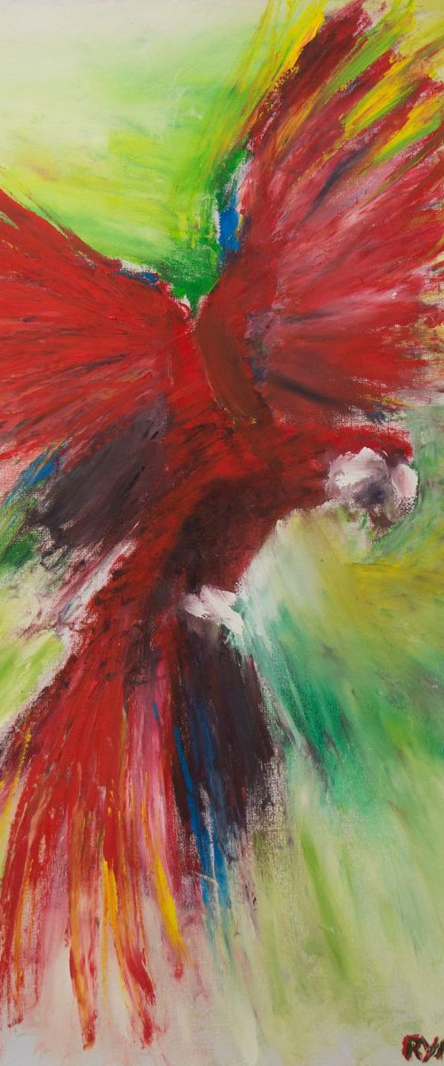 Macaw In Flight by Ryan  Louder
