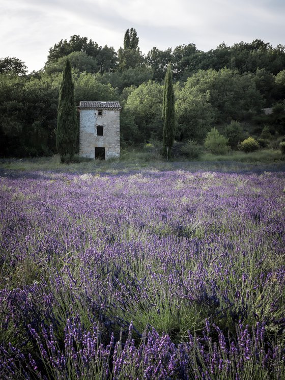 THE PROVENCE STORY