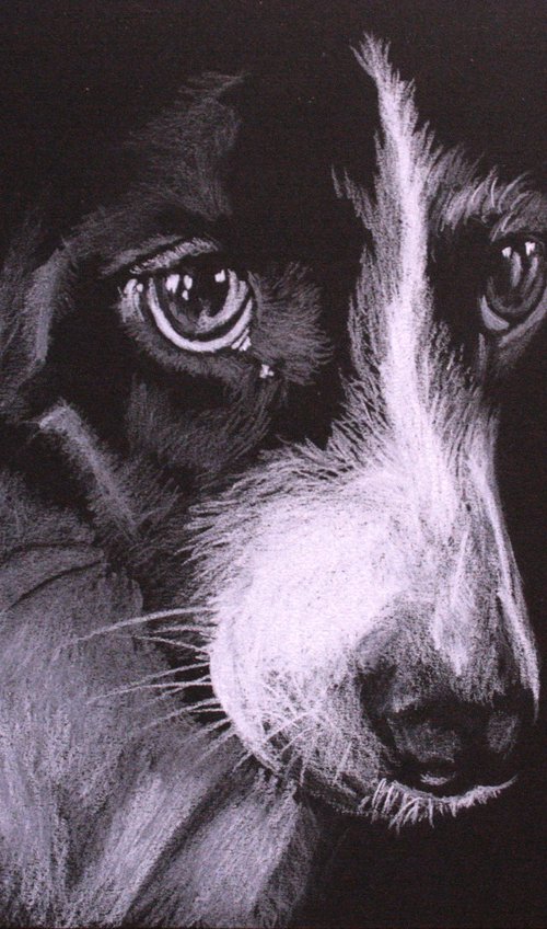 Portrait of dog 2 /  ORIGINAL PAINTING by Salana Art