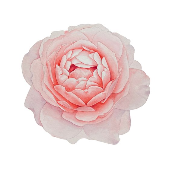 A rose of a delicate pink colour. Original watercolor artwork.