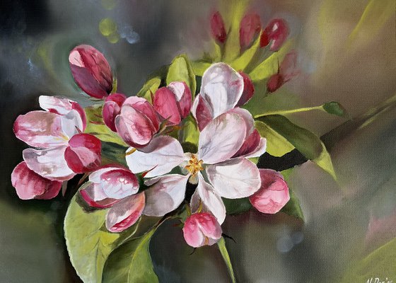 Apple blossoms 3