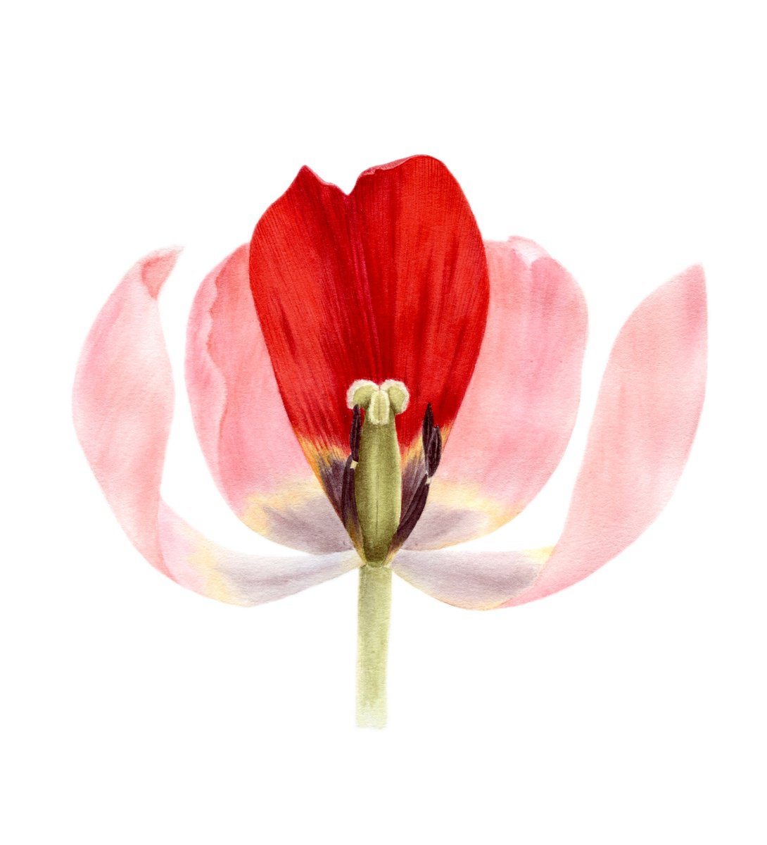 Photorealistic Botanical Watercolour By Alona Hrinchuk, 9 X 9, Red Tulip Petal Art, Original Artwork