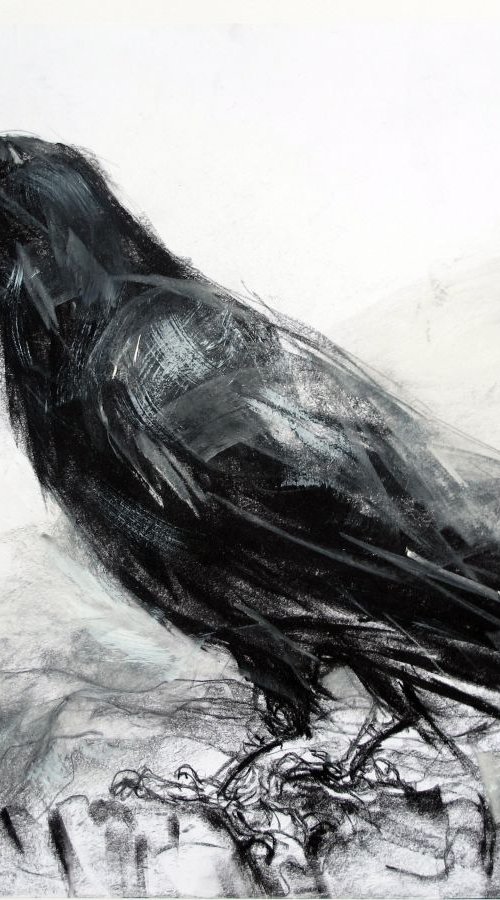 Raven in Cumbria by John Sharp