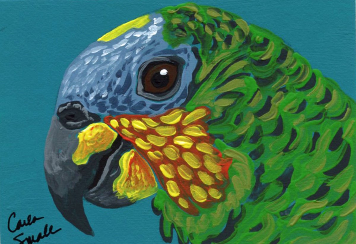 Amazon Parrot by Carla Smale