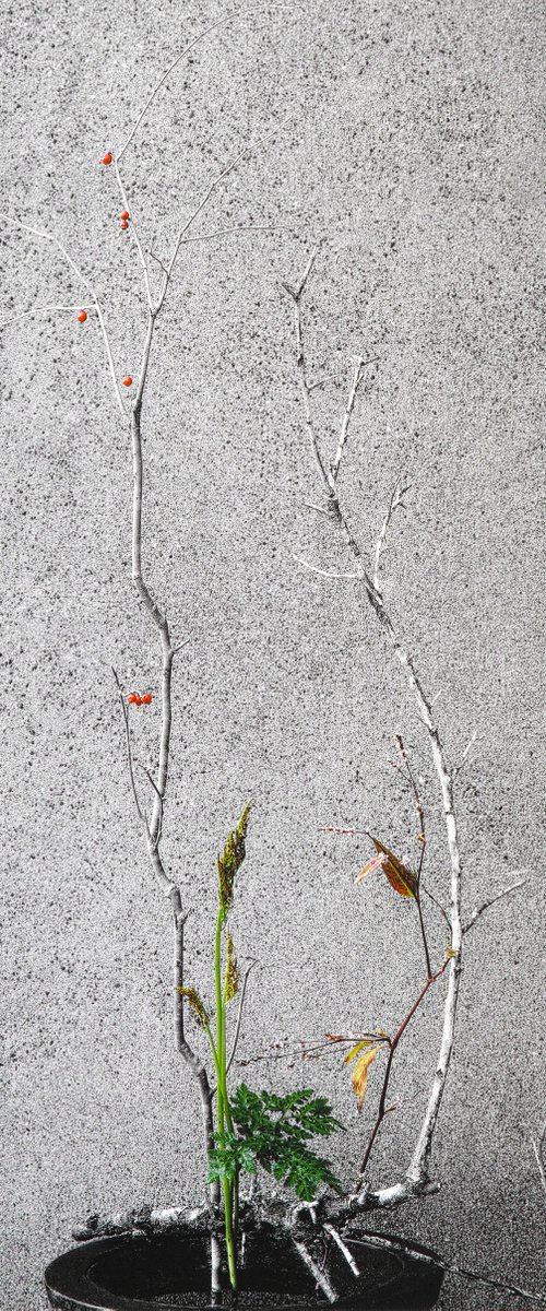 Boundary#002-Japanese winterberry, old plum tree, bracken, water pepper by Keiichiro Muramatsu
