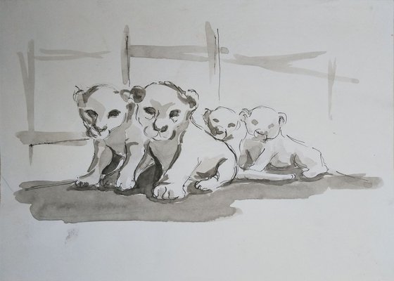 white baby lions