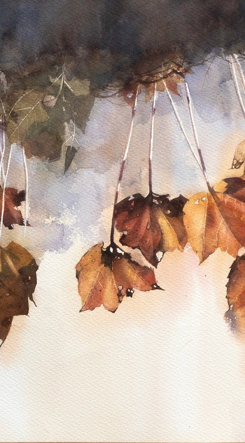 Autumn Ivy Leaves in Sunlight by Masato Watanabe