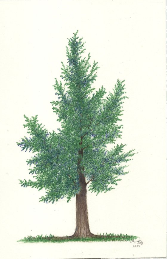 Pine Tree