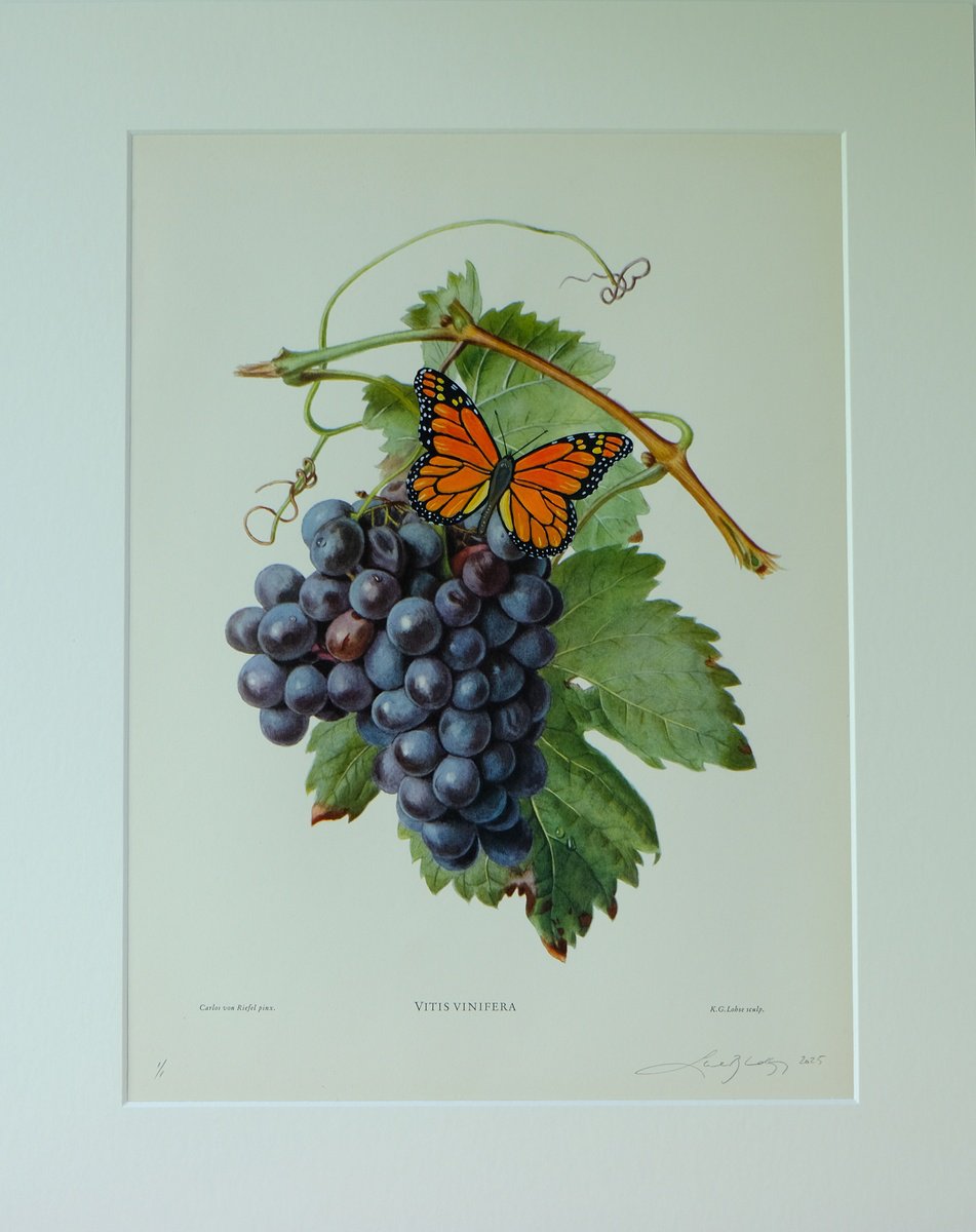Photorealistic Botanical Acrylic Painting By Lene Bladbjerg, 16 X 20", Monarch On Grapes, Original Artwork