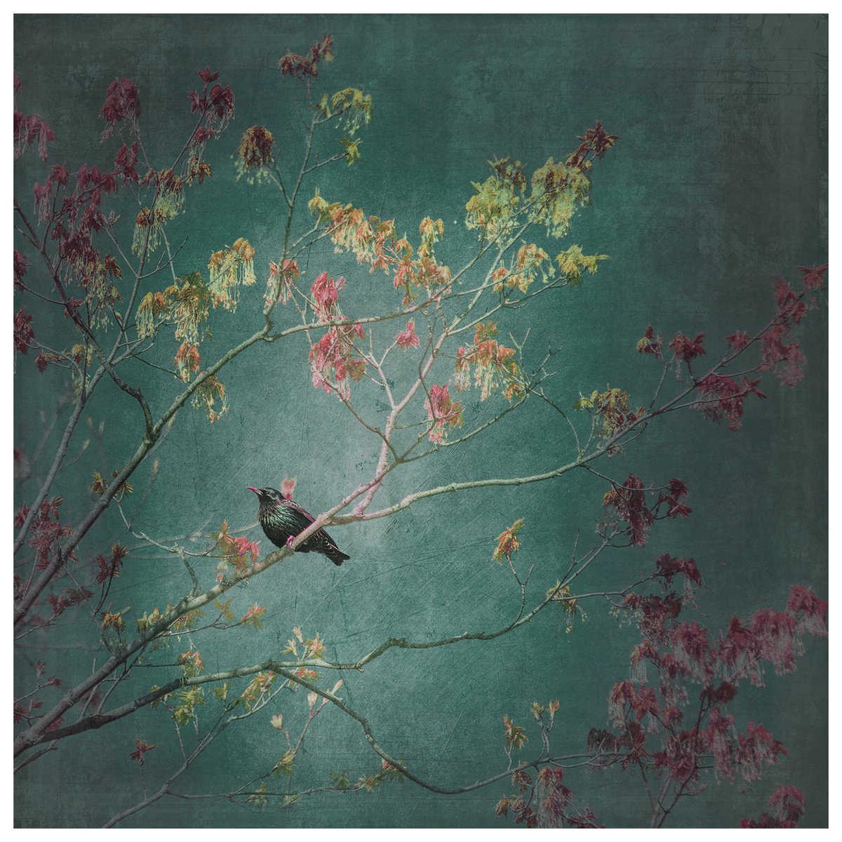 Animal Photograph By Brooke T Ryan, 24 X 24, European Starling - 24 X 24, Original Artwork