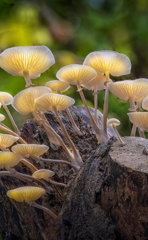 Magic Mushrooms by Paul Nash