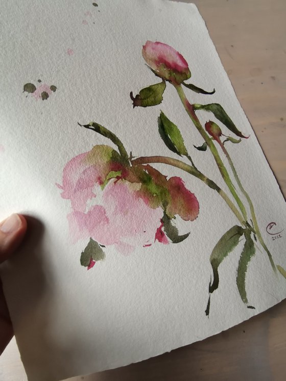 Peonies #1