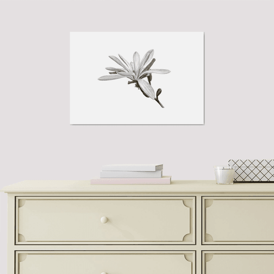 White magnolia, botanical illustration