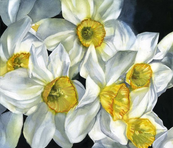 White narcissus