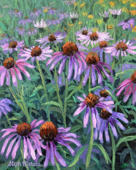 Purple Coneflowers