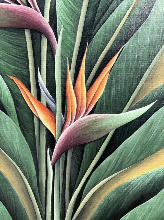 TROPICAL ORANGE STRELITZIA