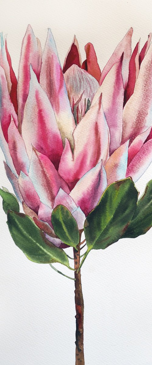 Protea by Delnara El