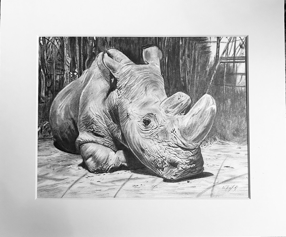 Photorealistic Animal Pencil Drawing By Amelia Taylor, 12 X 10, Rhino, Original Artwork