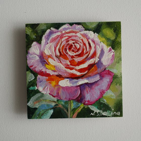 Pink Rose Miniature